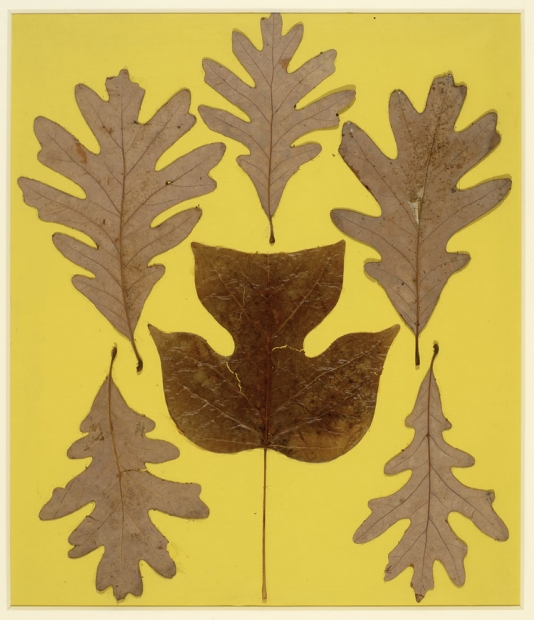 Josef Albers, Leaf Study IX, c. 1940
