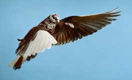 A color photograph of a piebald brown and white pigeon in midflight against a field of pale blue.