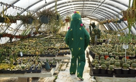 Artist Dance, dressed as a cactus, walks through a greenhouse.