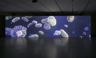 Large video screen of jellyfish floating against a blue background installed in a dark gallery