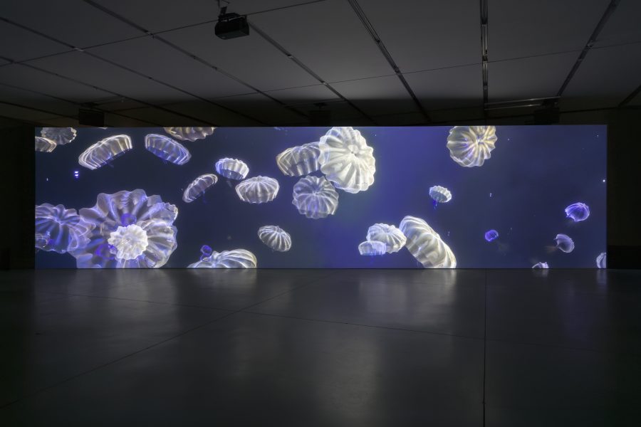 Large video screen of jellyfish floating against a blue background installed in a dark gallery