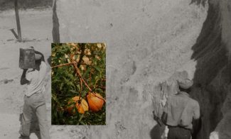 A grainy black-and-white photo of two manual laborers is overlaid with a smaller photo of orange fruit.