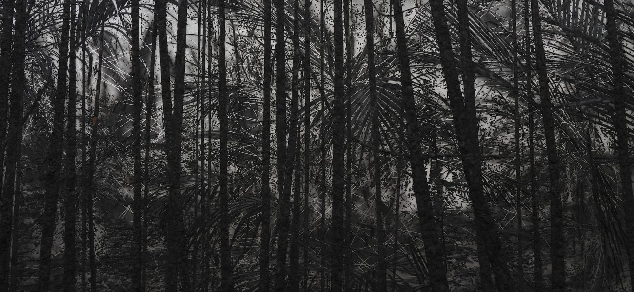 Black and white image of a tropical forest.
