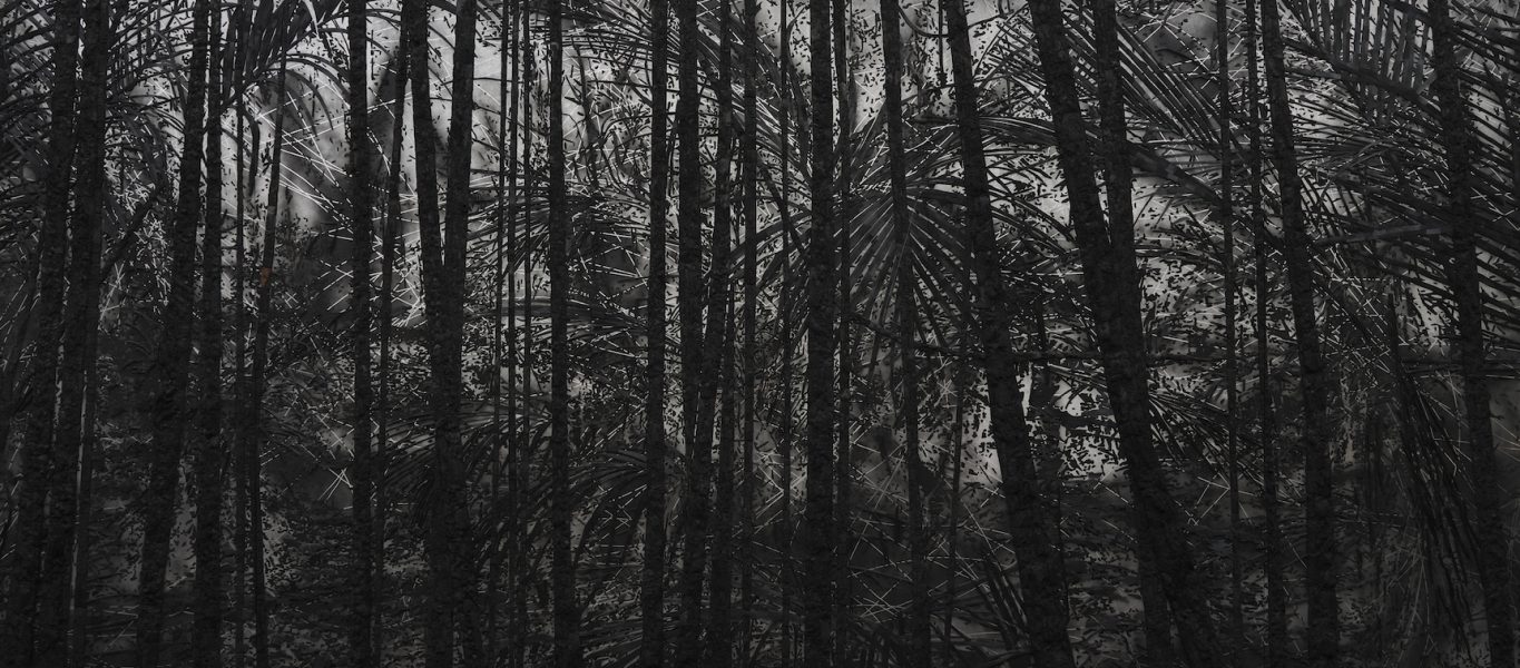Black and white image of a tropical forest.