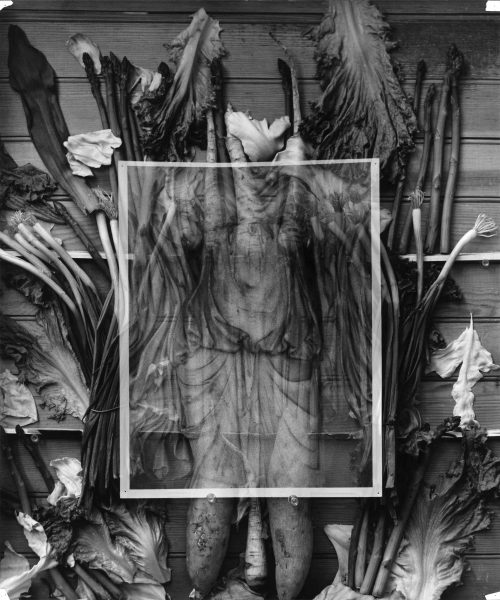 Black and white photo of leafy vegetables arranged against wooden boards, with a transparent overlay of a classical statues torso, blending human and organic forms artistically.