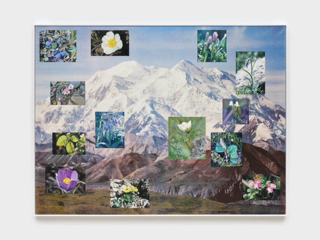 A snowy mountain with various small photos of colorful flowers superimposed across the scene, showcasing different types of blooms against the mountainous background.