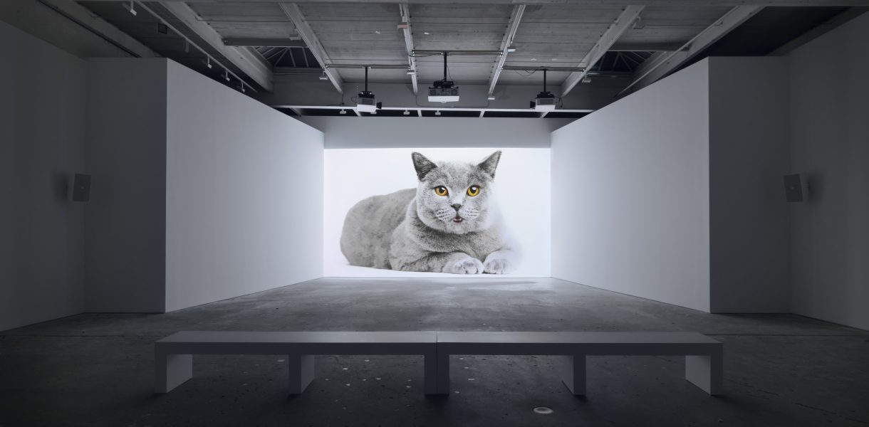 A large photo of a gray cat with yellow eyes is displayed on a white wall in a modern, minimalist gallery at ICA Boston, reminiscent of Barbara Kruger’s striking installations, with empty benches in front.